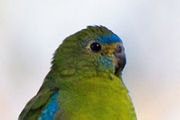 Turquoise Parrot (Neophema pulchella)